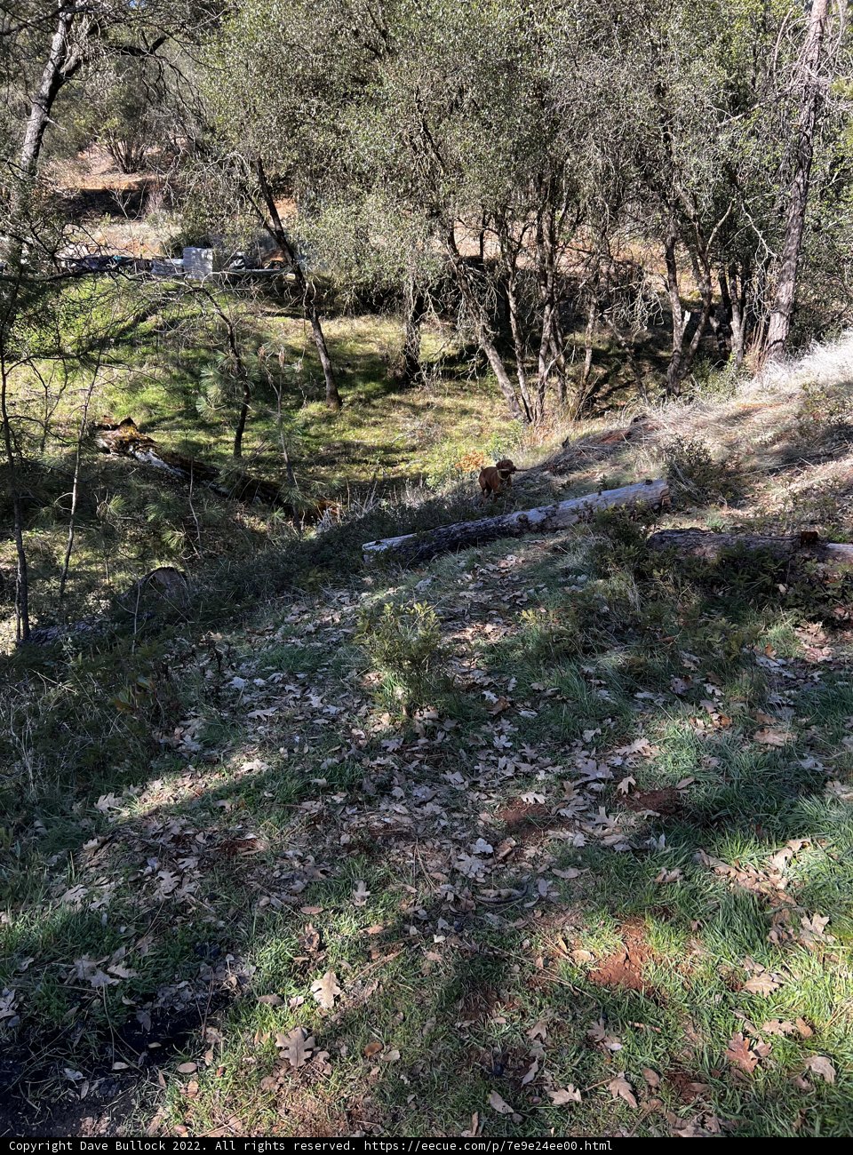 Grove of Trees on a Sunny Slope in Sierra National Forest