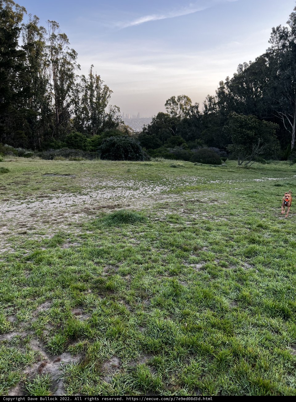 Sprinting Through the Pasture