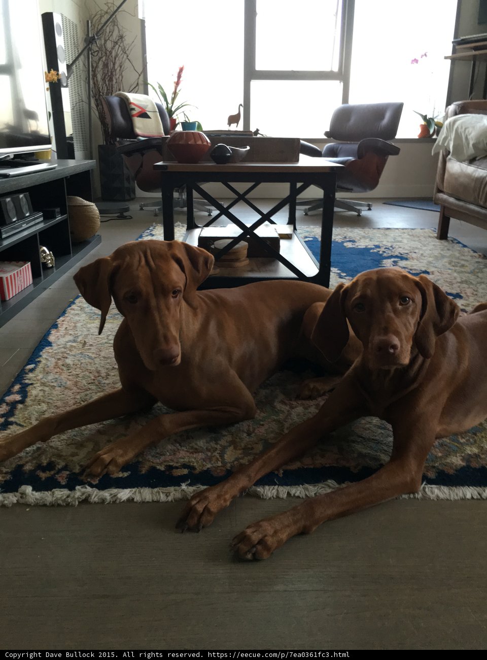 Dog at Home