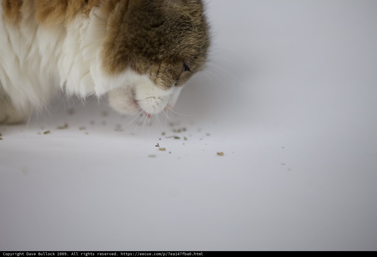 Feline Explorer