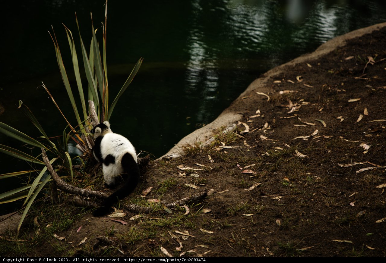 Pondside Purr-flection at the San Francisco Zoo