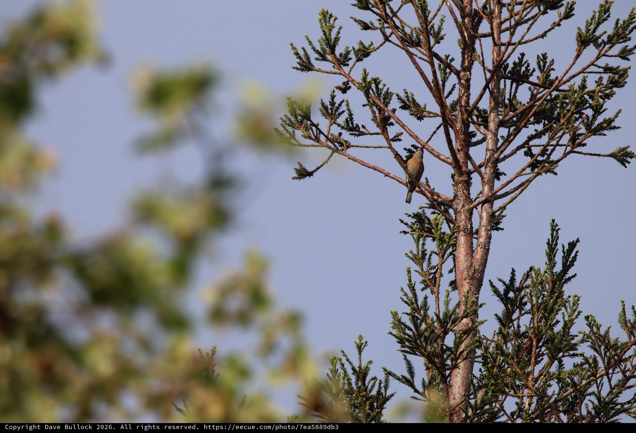 Small Bird Perched on Conifer Branch at Dawn
