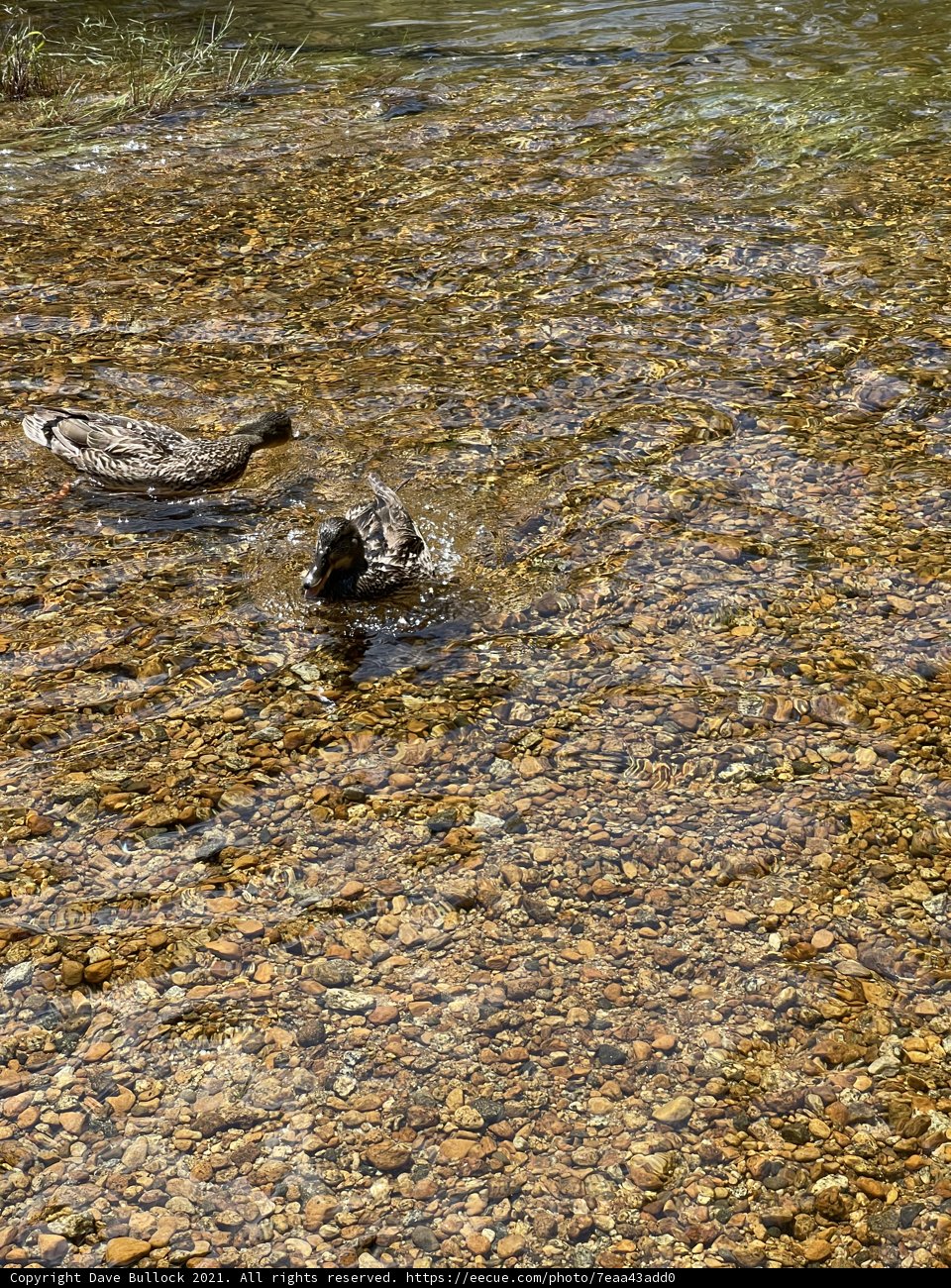 Tranquil Stream Life