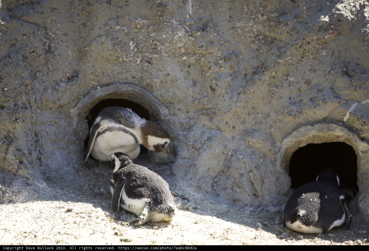 A Penguin Party at SF Zoo