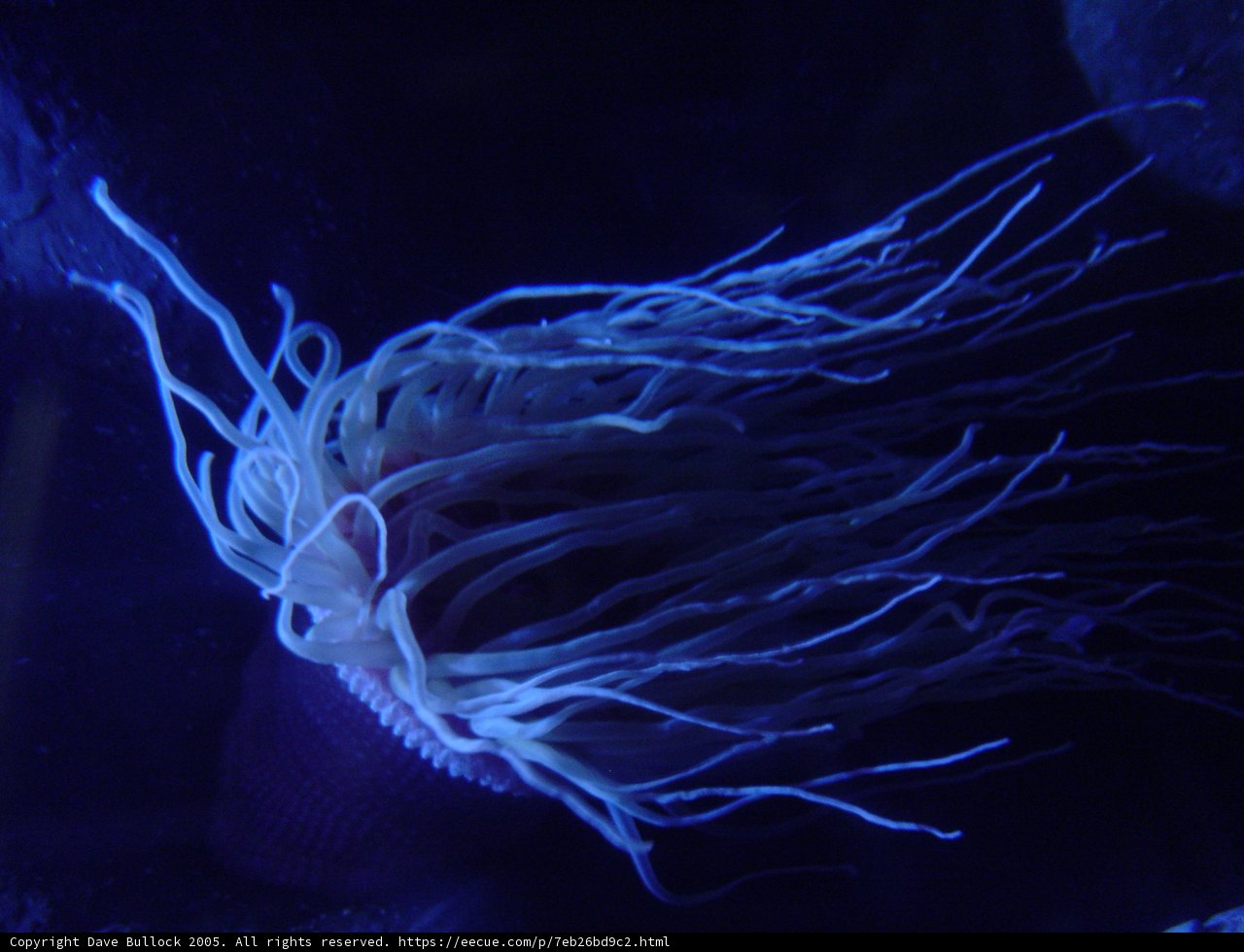 Dancing Tentacles