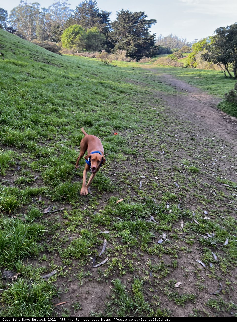 Running Free in McLaren Park