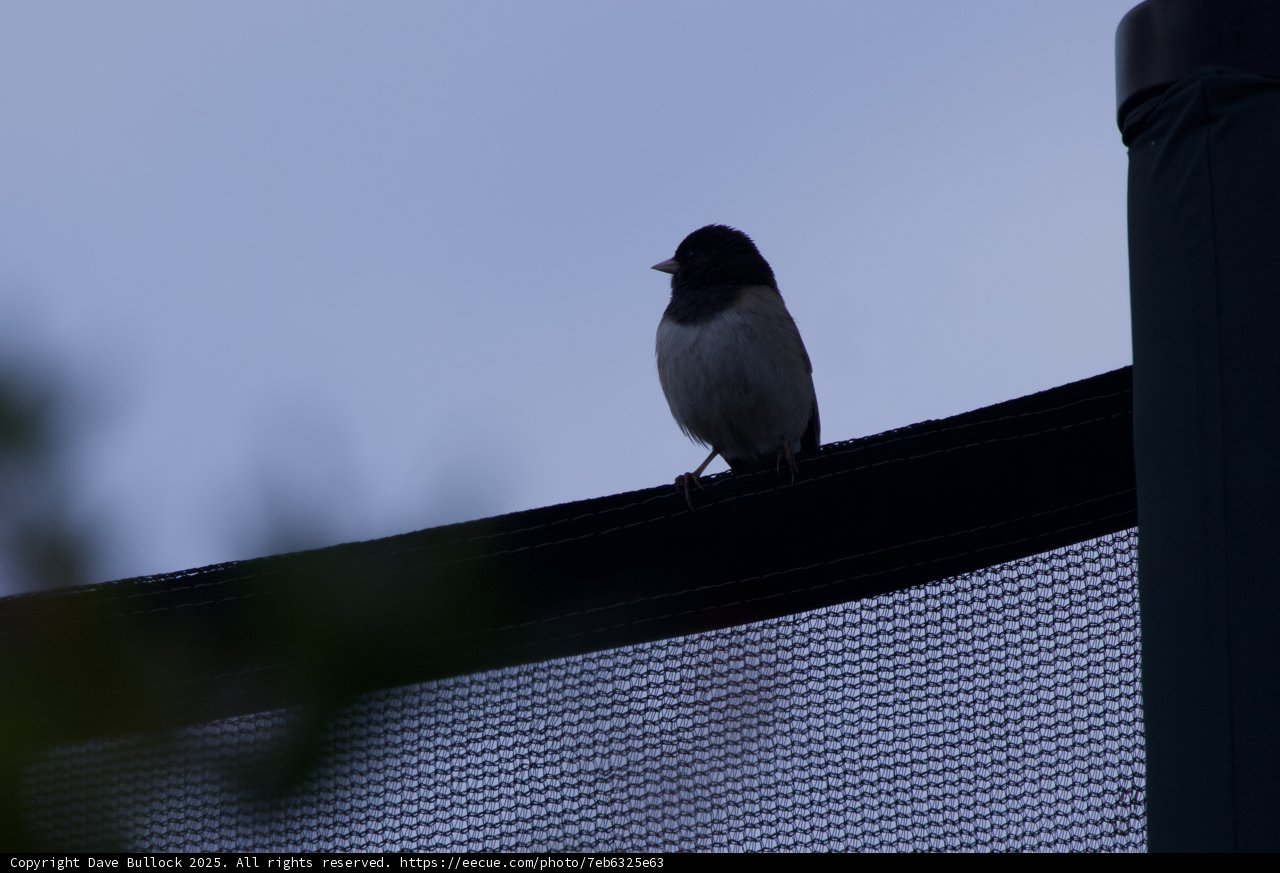 Perched in Serenity