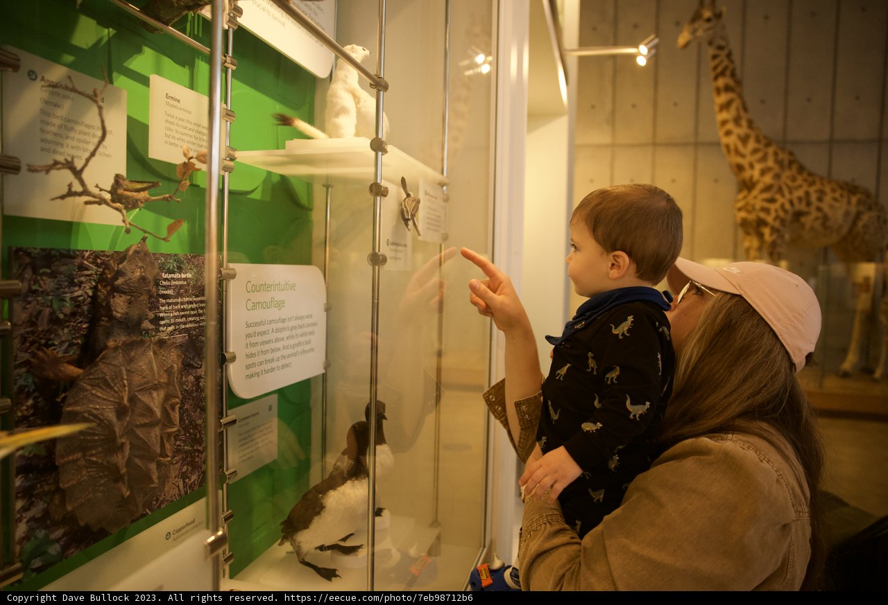 A Day at the Museum: Discovering the Animal Kingdom