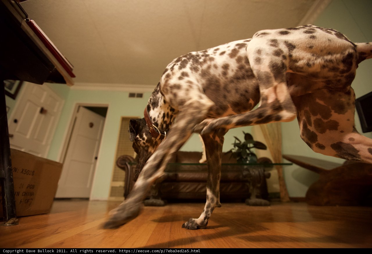 Wood Flooring and an Excited Canine