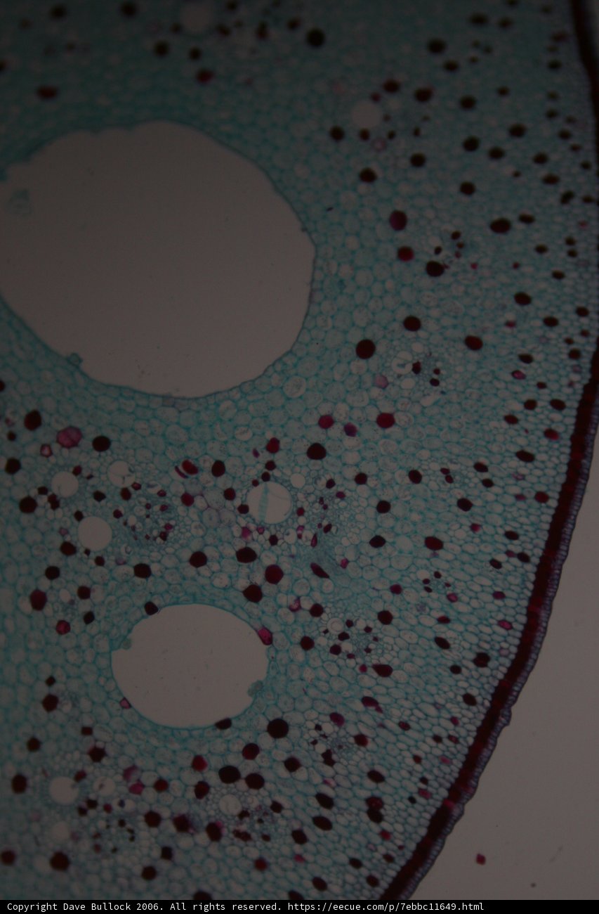 Microscopic Beauty