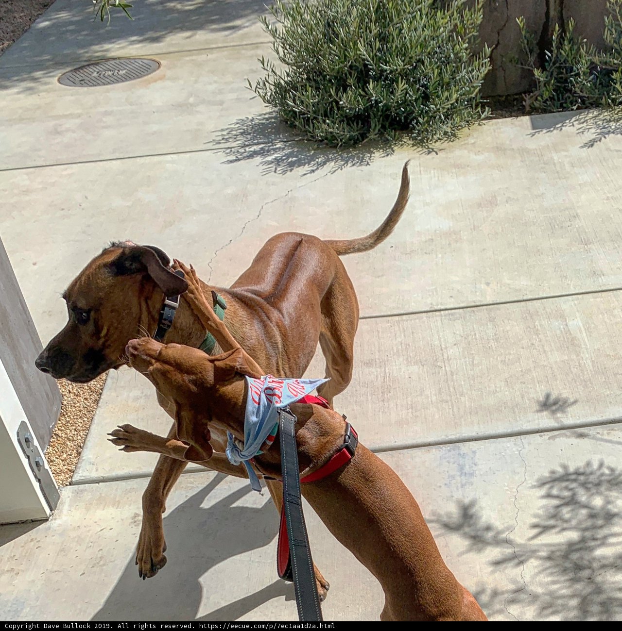 Playtime on the Leash