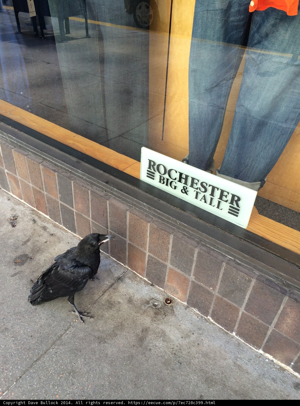 The Blackbird on the San Francisco Sidewalk