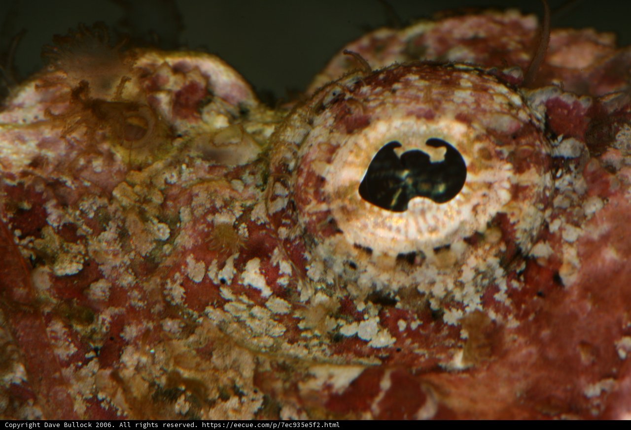 Vibrant Octopus in Reef