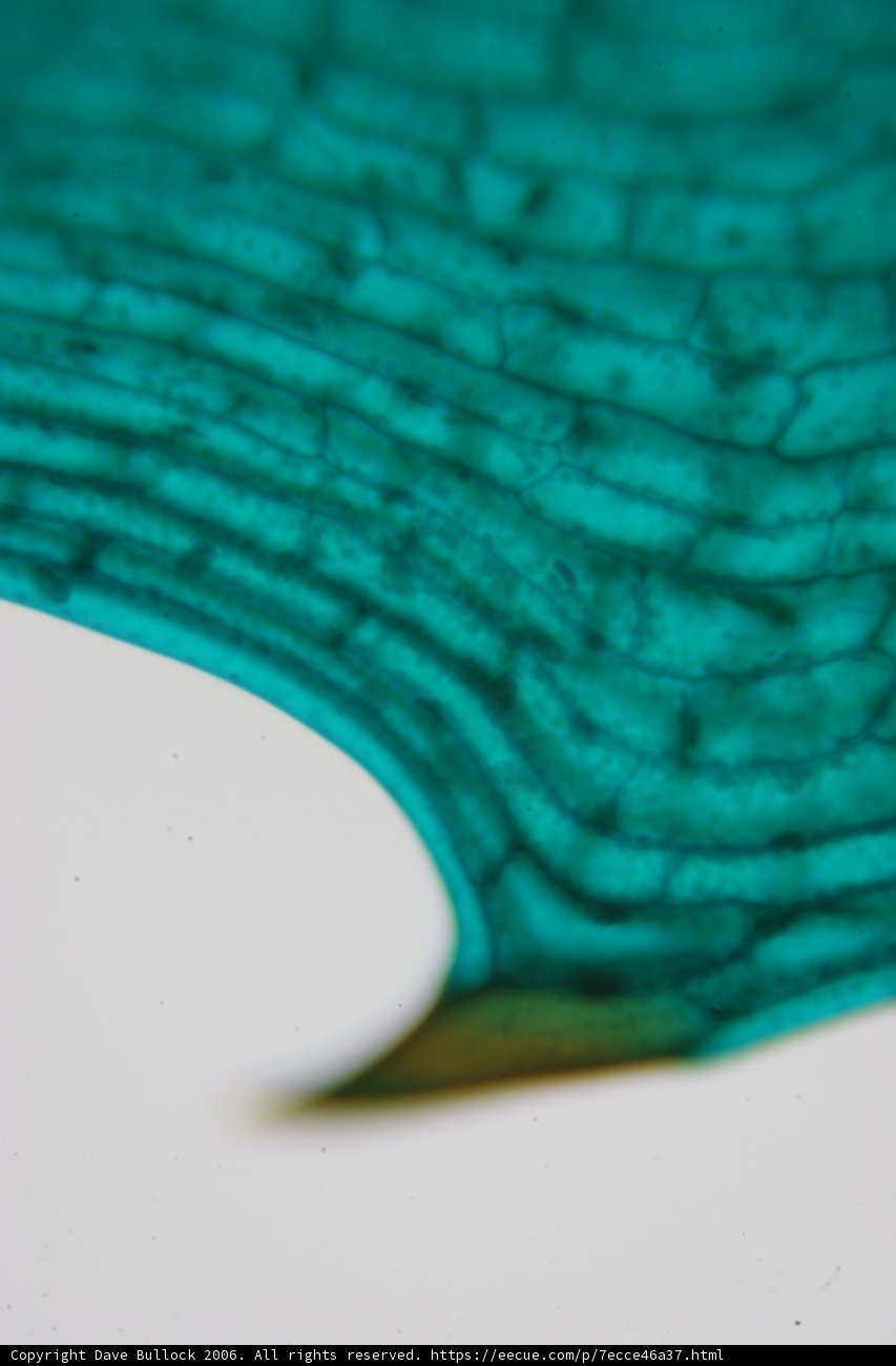 Green Leaf Close-Up