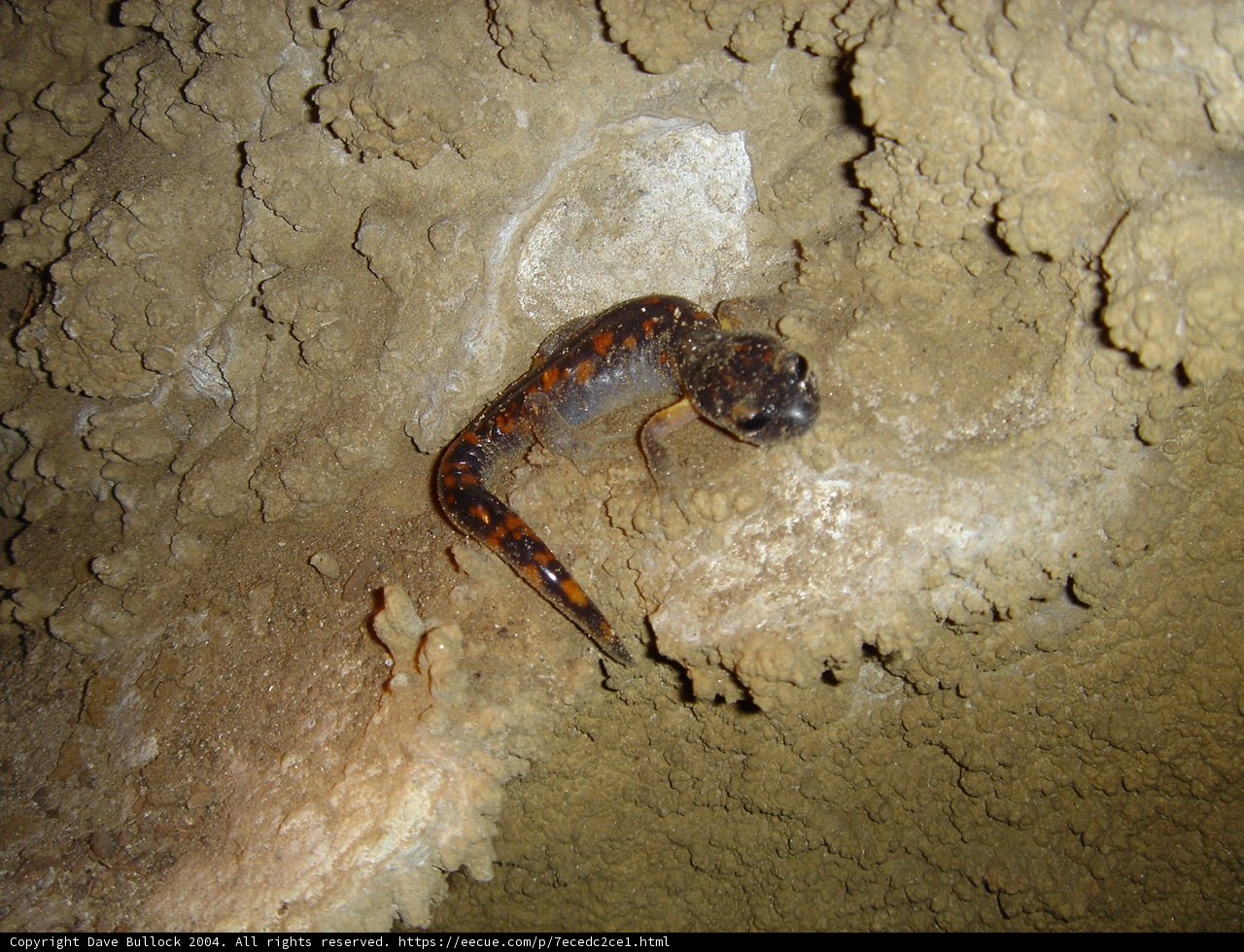 Colorful Lizard on a Rock