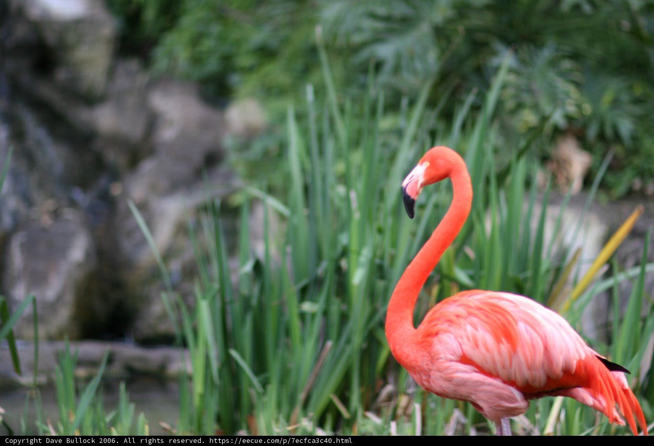 Flamingo in its land