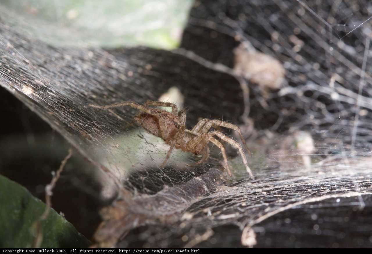Eight-Legged Weaver