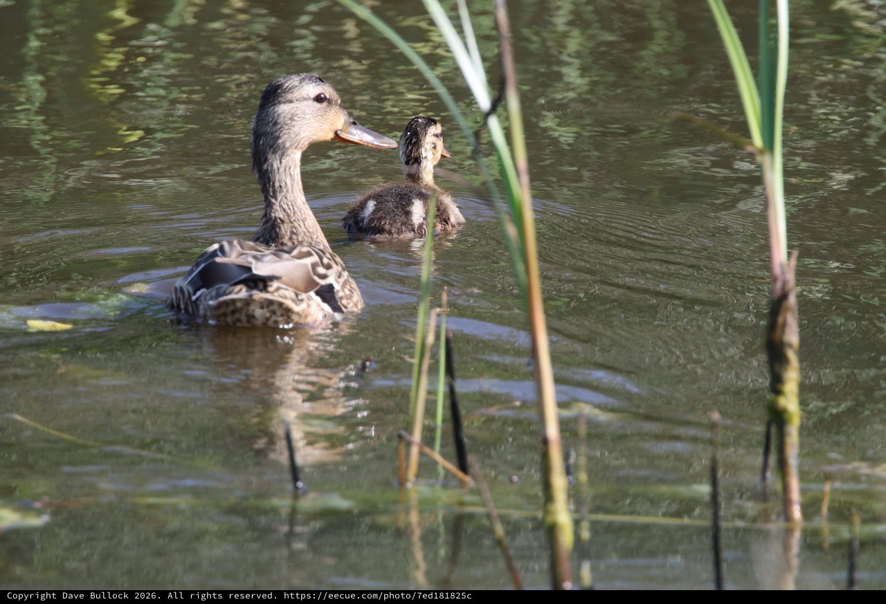 Mother Duck and Duckling Swimming in Wetland Pond