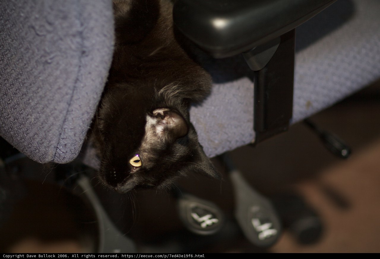 Lazy Feline