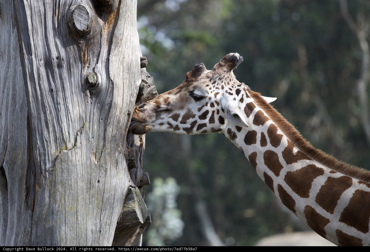 Majestic Mornings: A Giraffe's Brunch