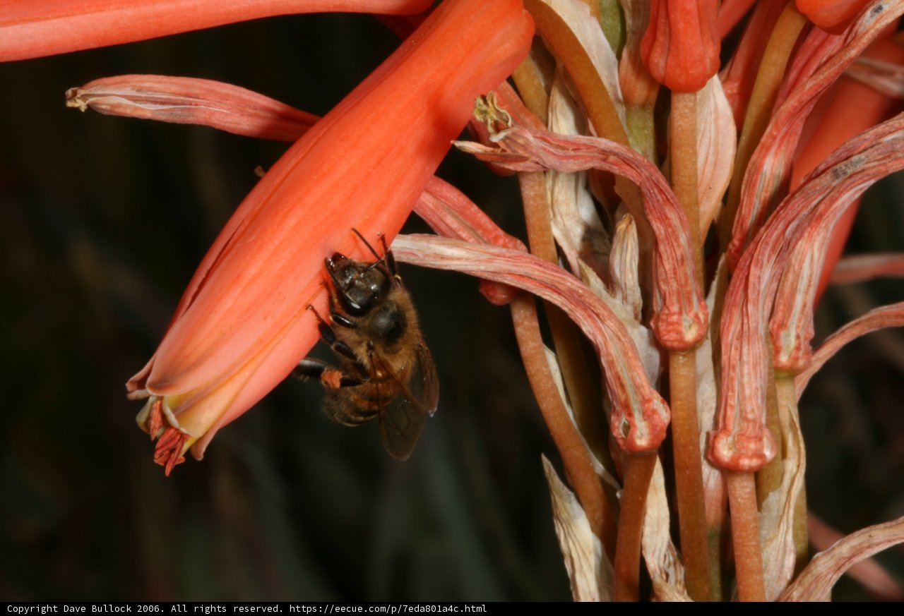 Bee Feast on Red Flower