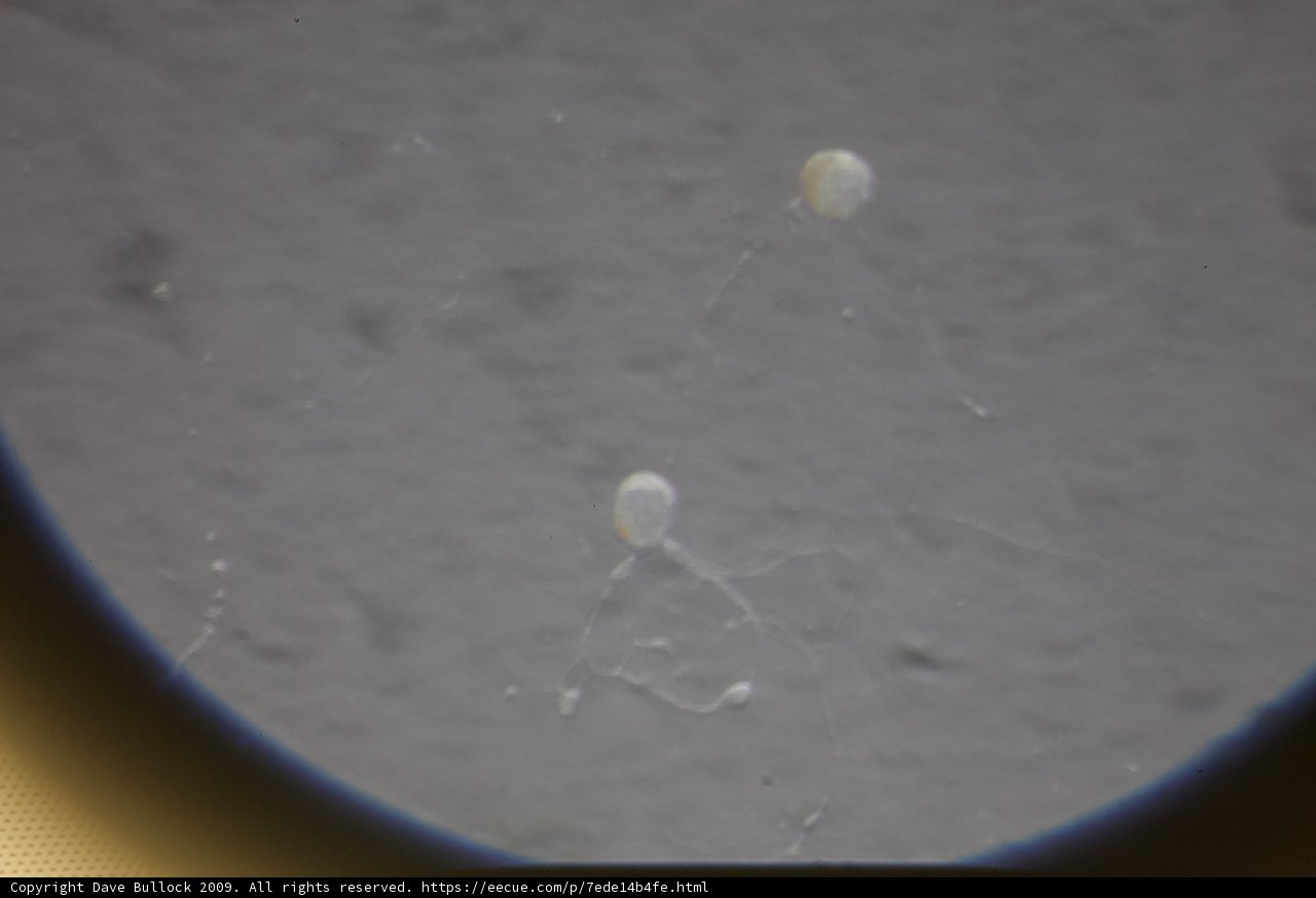 Tiny White Objects through the Lens