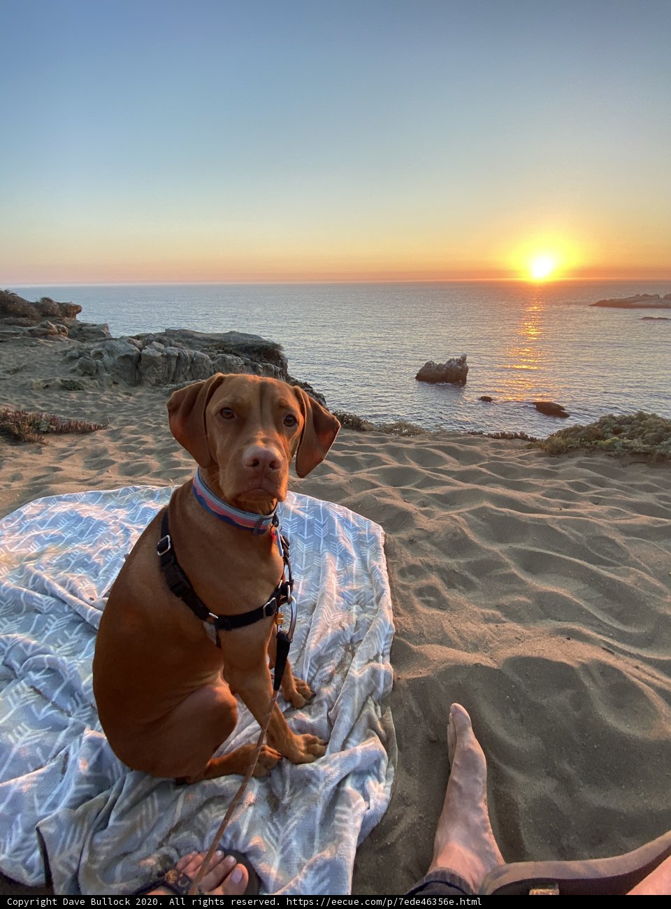 Sunset Serenade with a Loyal Companion