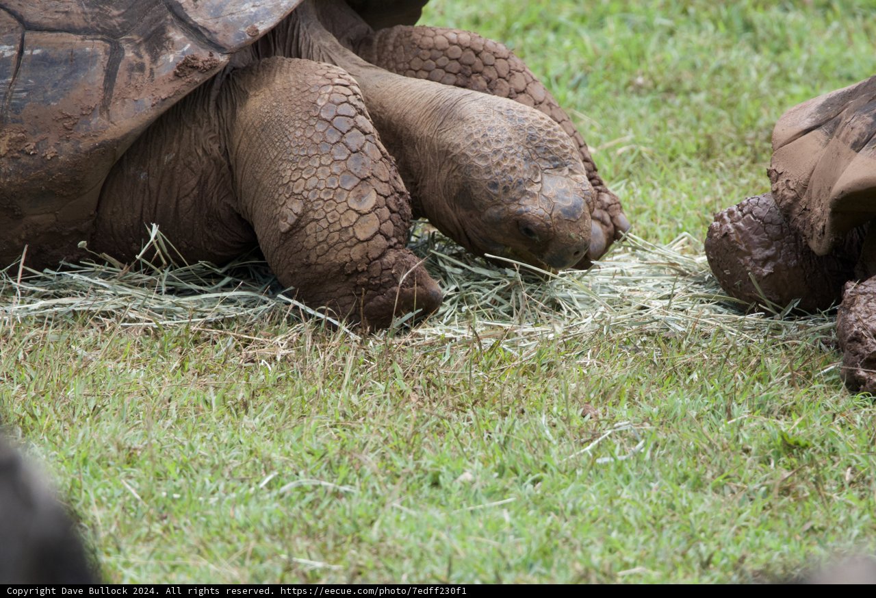 Gentle Giants at Rest