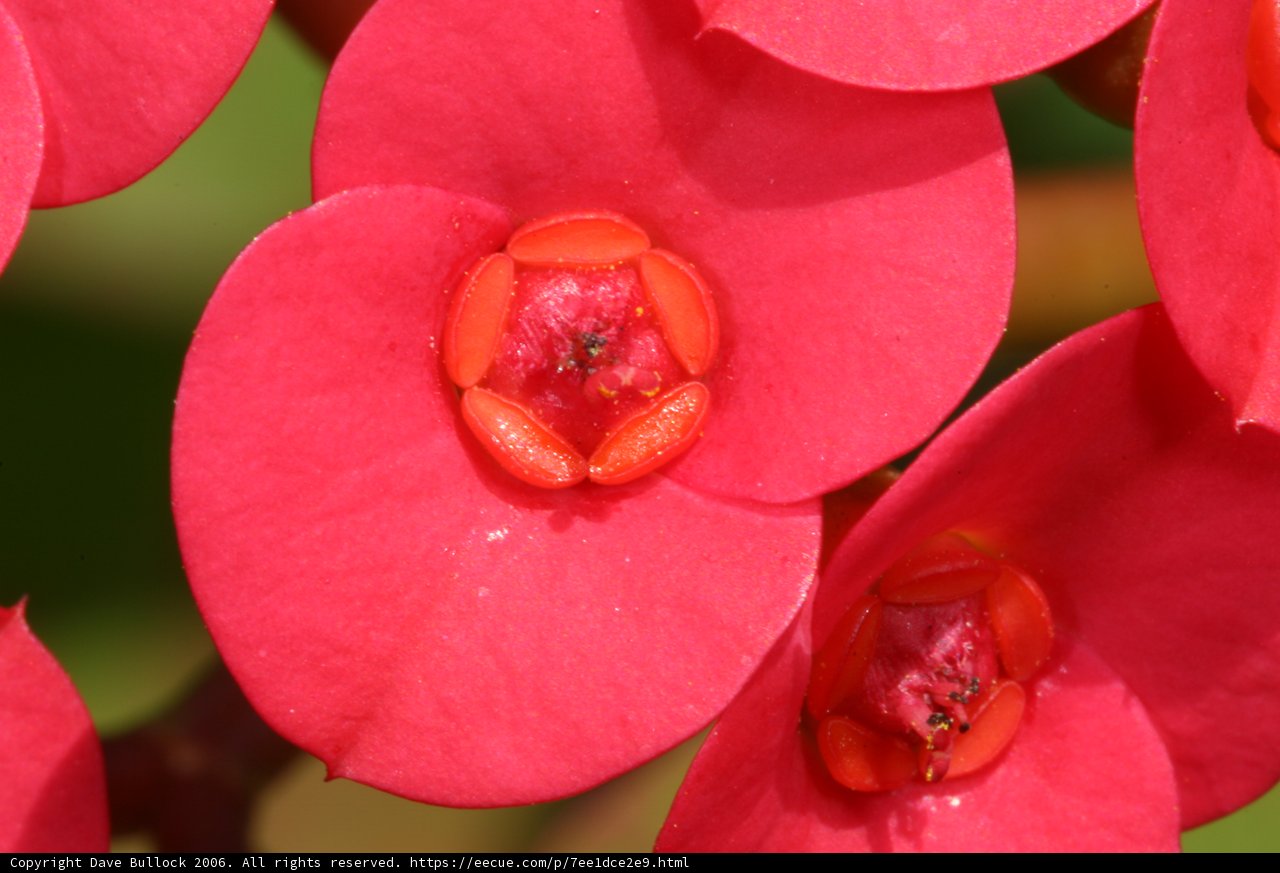 Buzzing Begonias