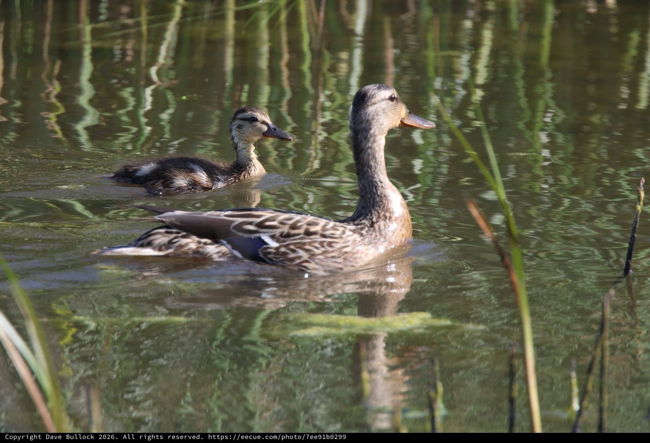 Female Mallard Ducks Swimming in Tranquil Wetland Waters