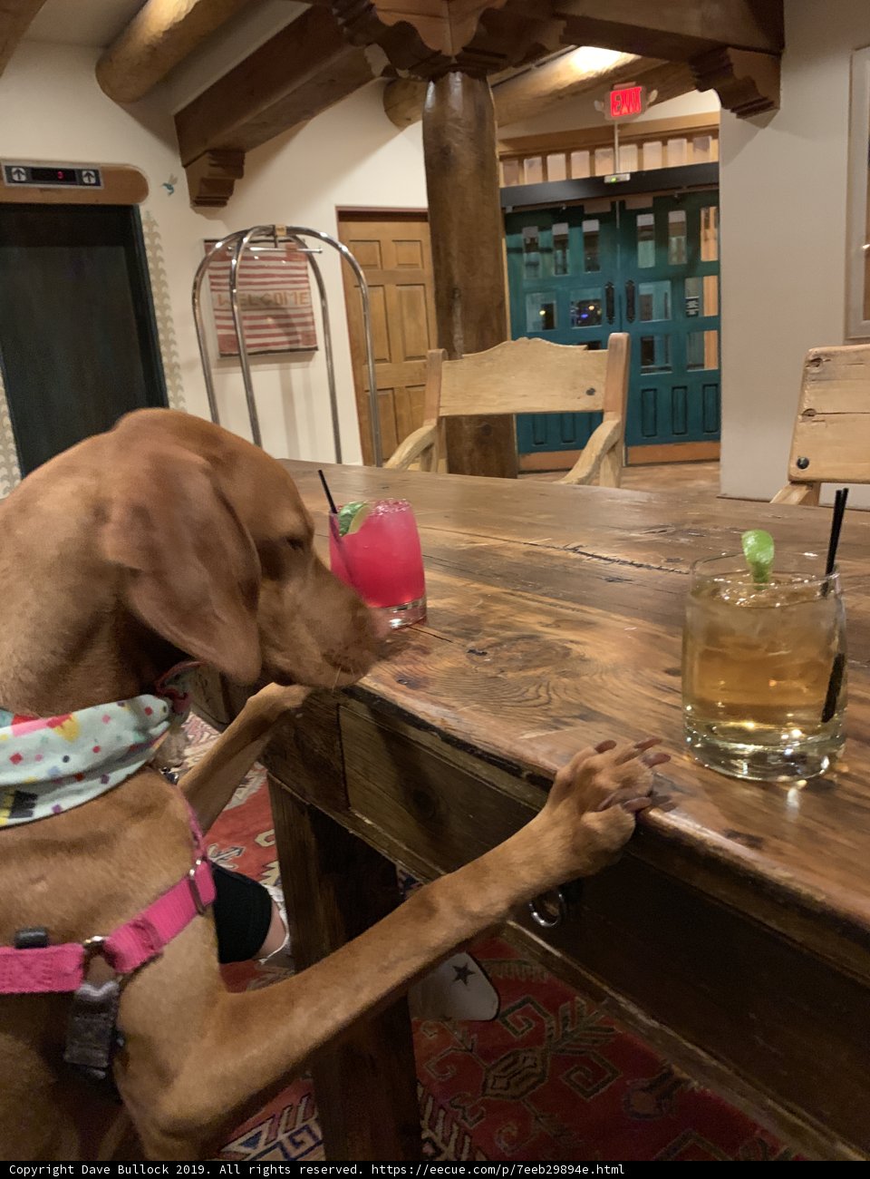 Happy Hour Hound