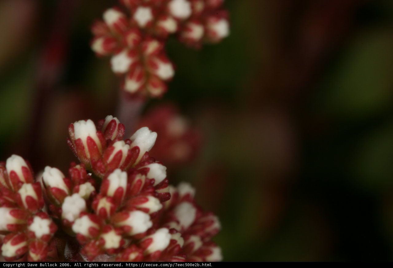 Blooming Beauties