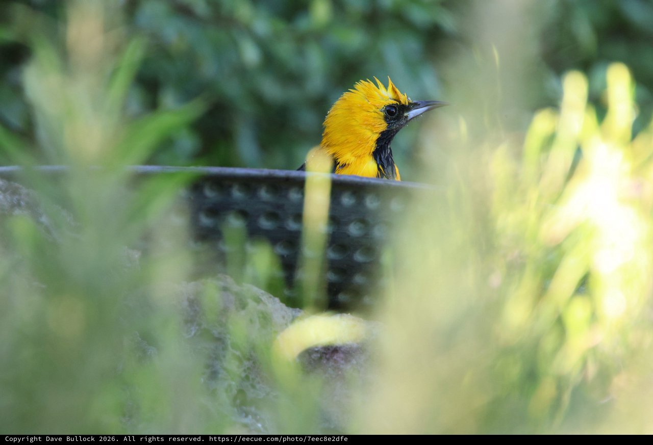 Hooded Oriole Peeking Through Garden Foliage