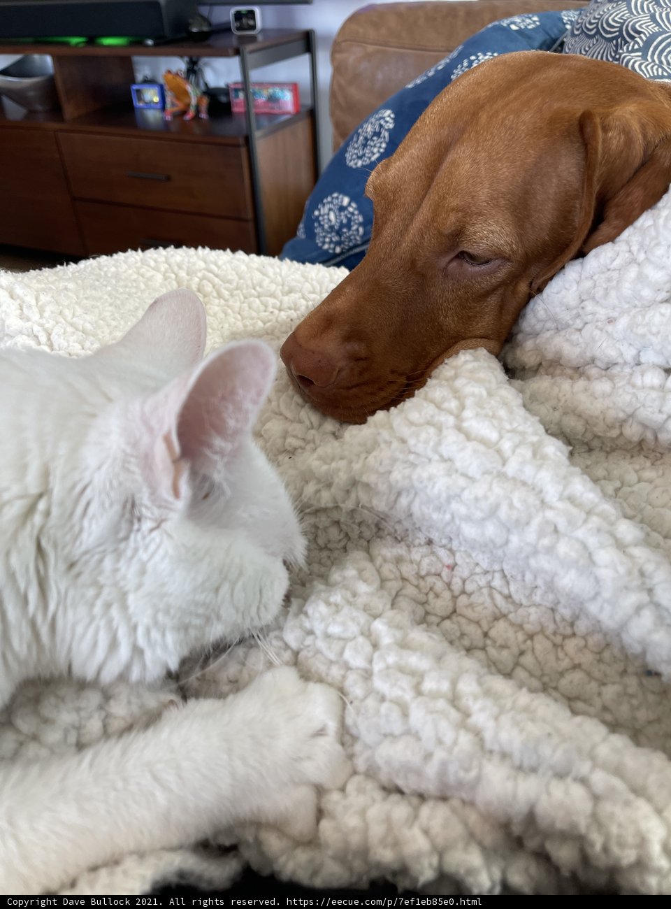 Furry Friends Napping Together