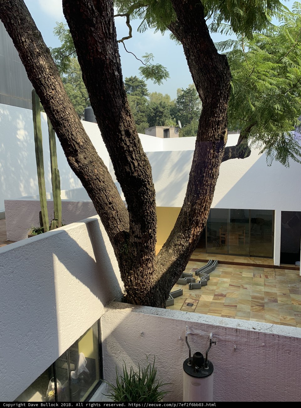Majestic Tree in Courtyard
