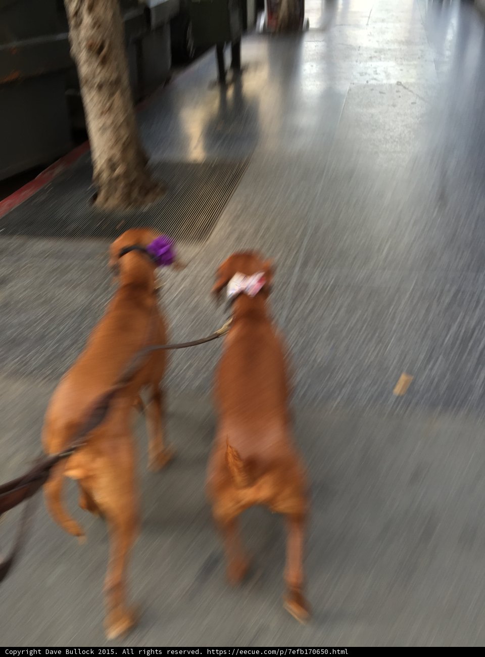 Two Hounds on a Los Angeles Sidewalk