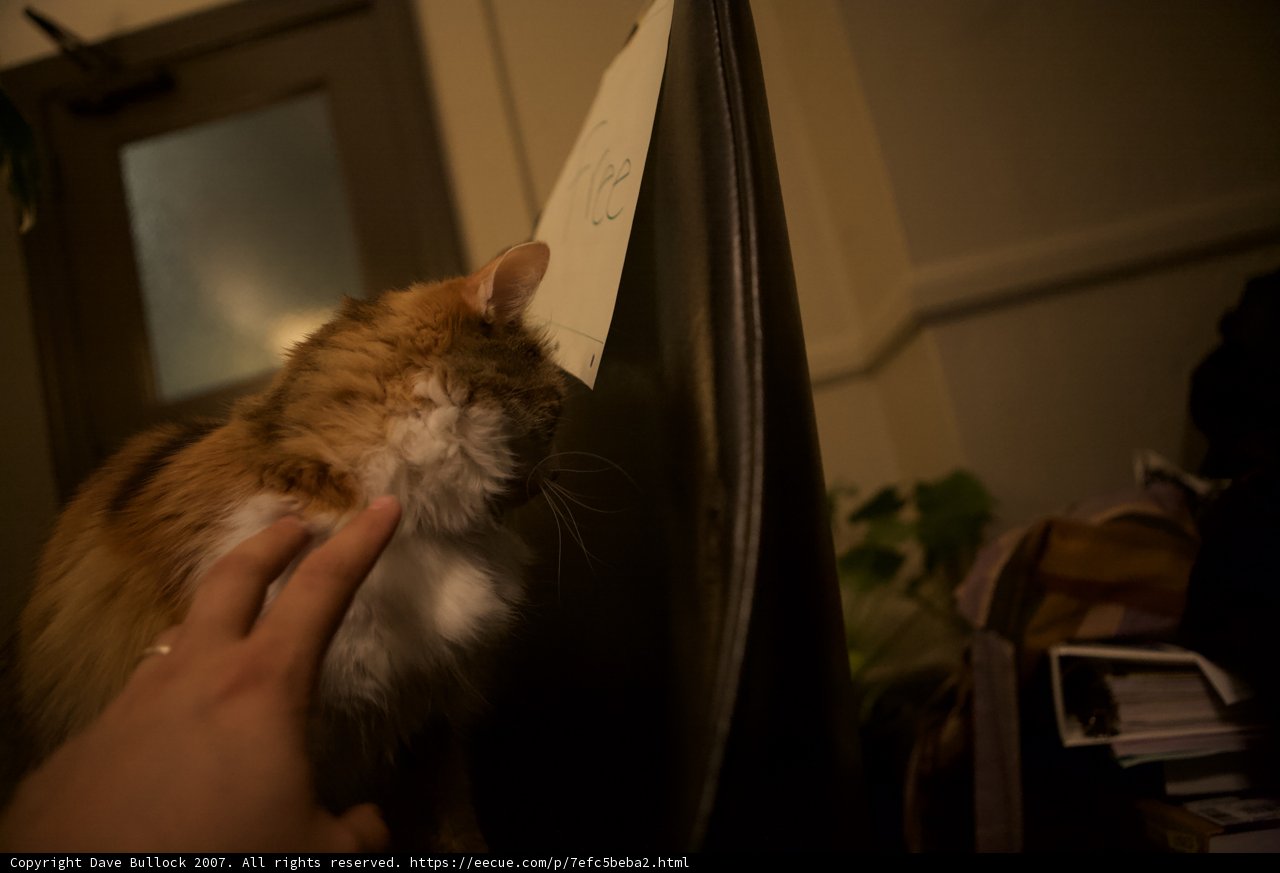 Cat Takes Over Chair