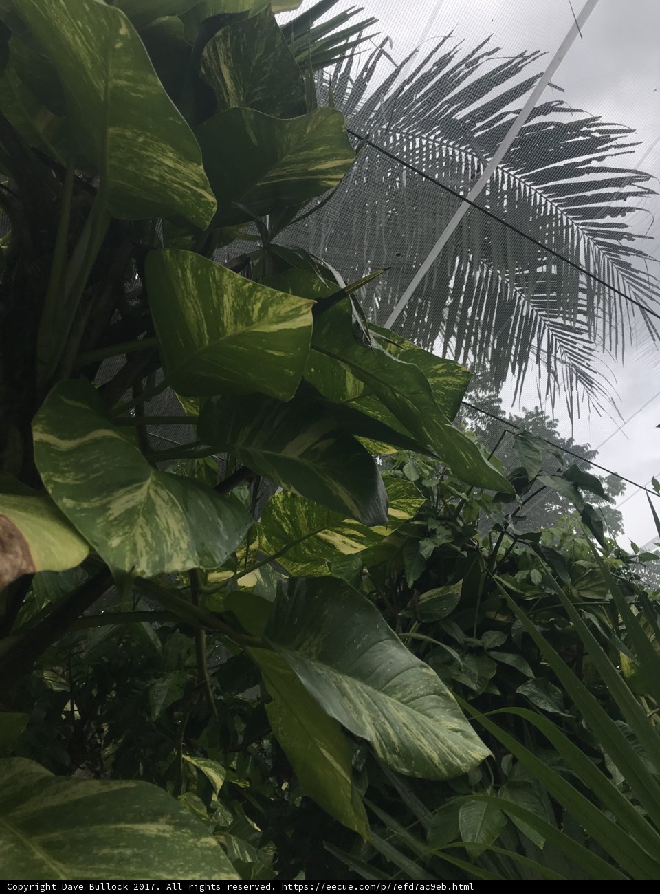 Tropical Delight
