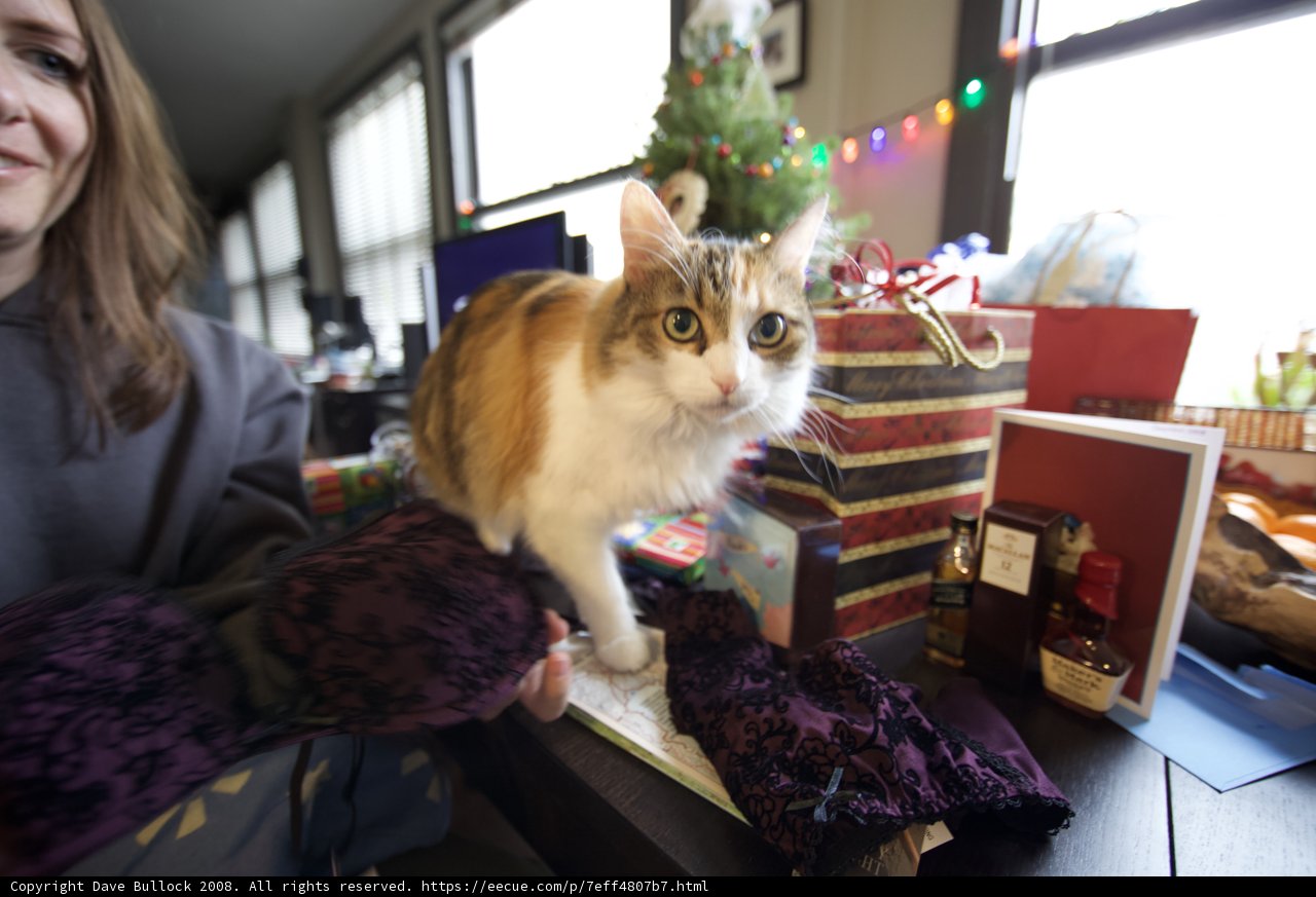 Christmas Cat Perched on Table