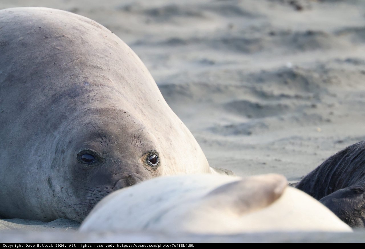 Elephant Seal Pup Close-Up at Drakes Beach