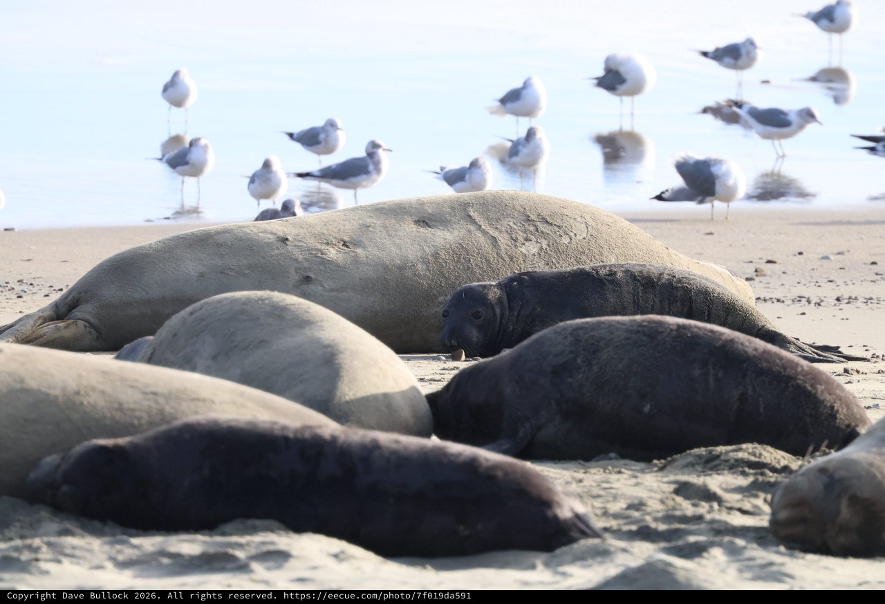 Elephant Seals Resting on Drakes Beach with Seabirds
