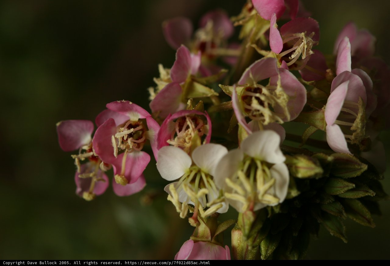 A Breath of Fresh Flowers