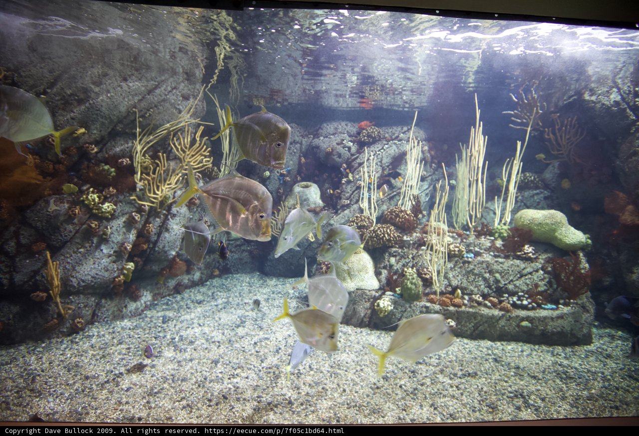 Under the Sea