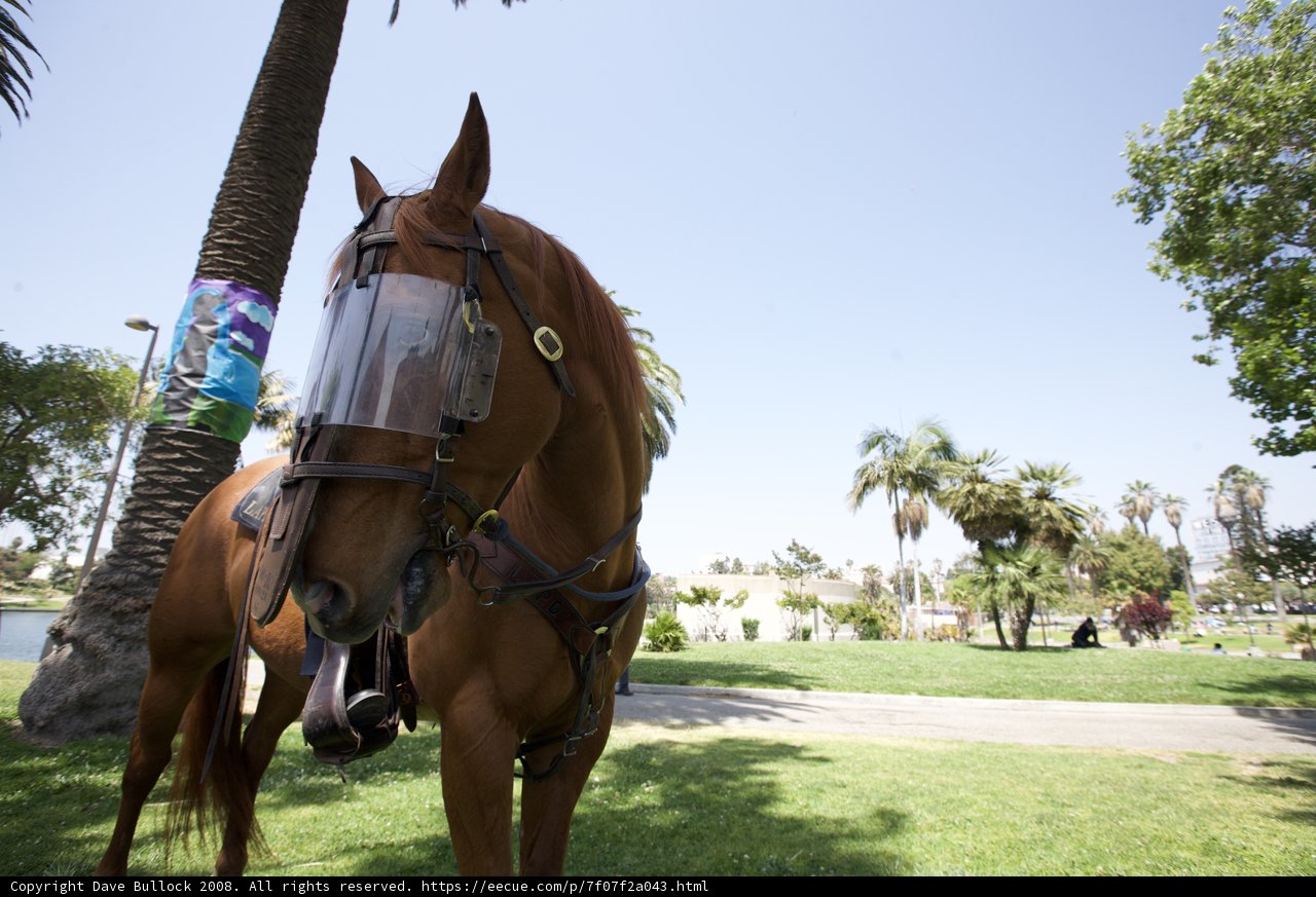 Equestrian Excitement