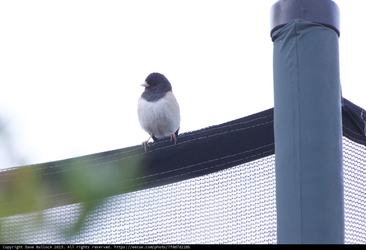 Perched at Dusk