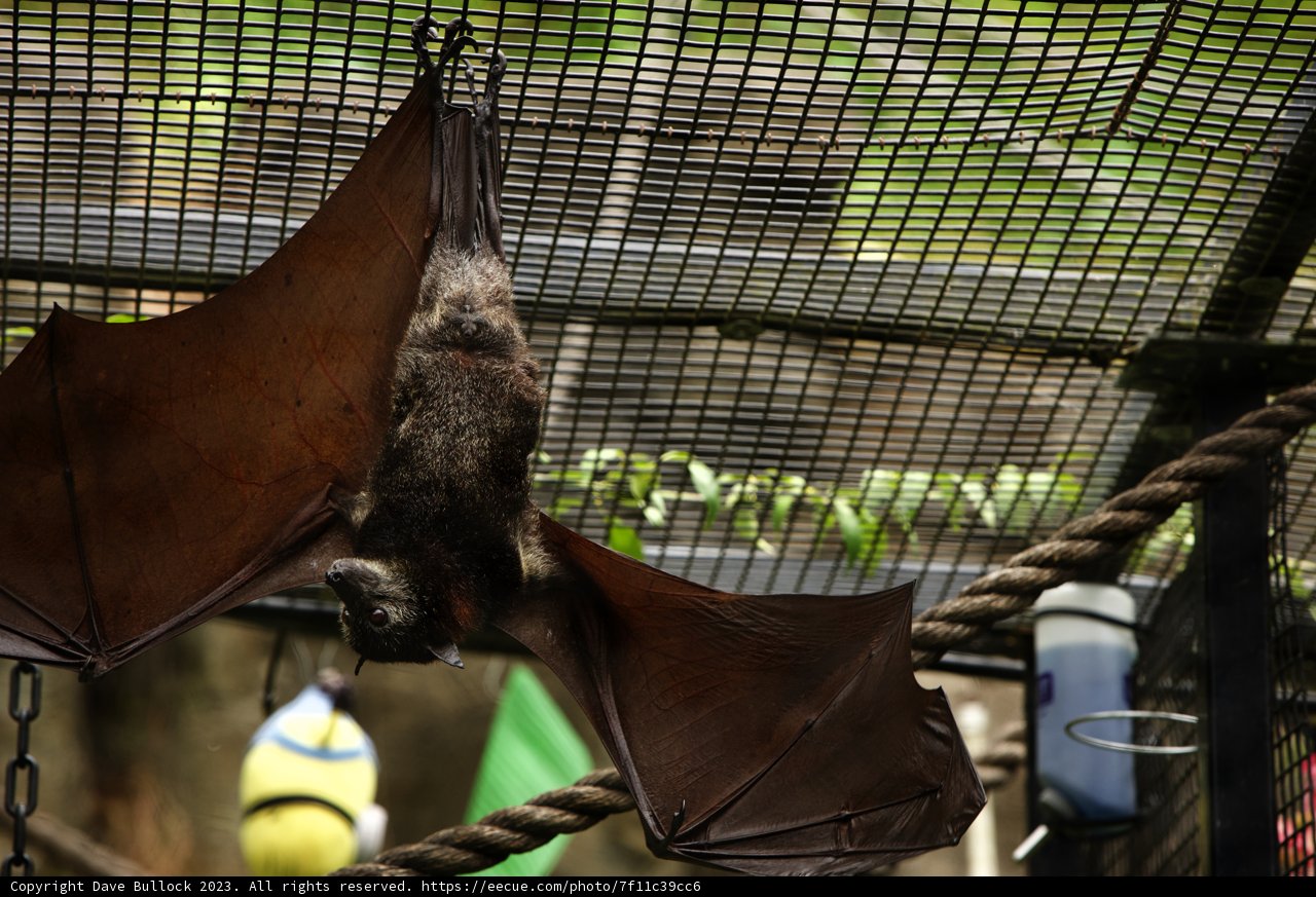 An Afternoon with Nocturnal Friends