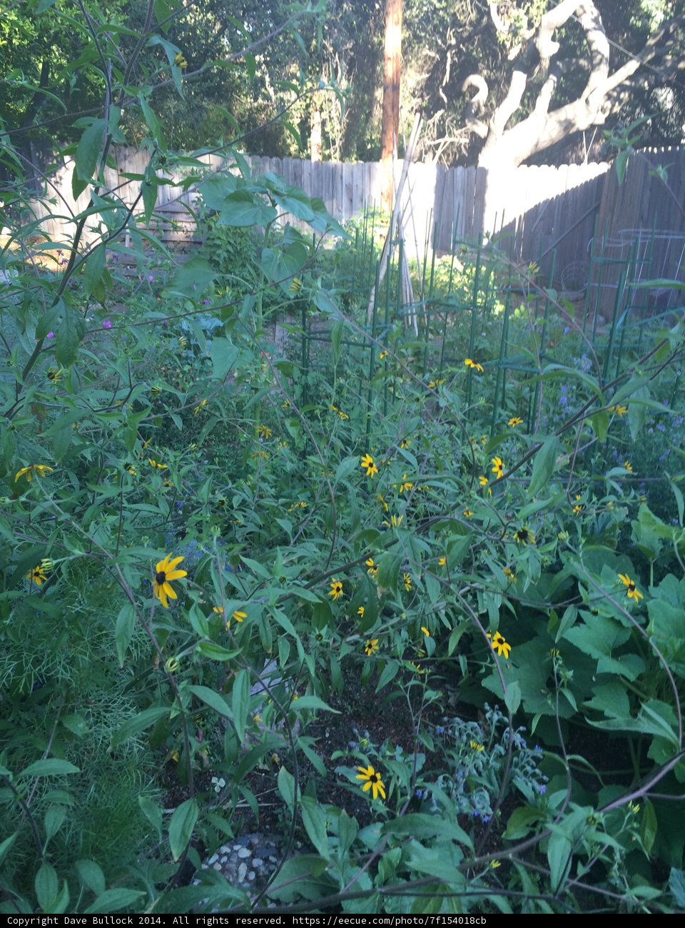 Blooming Garden in Altadena