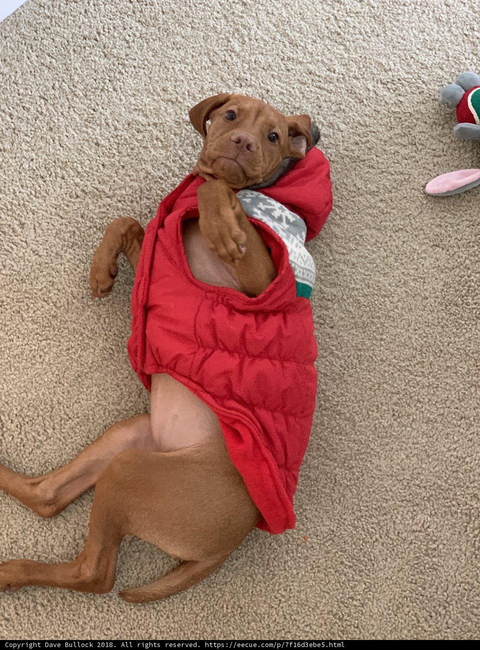 Cozy Pup in Red Jacket