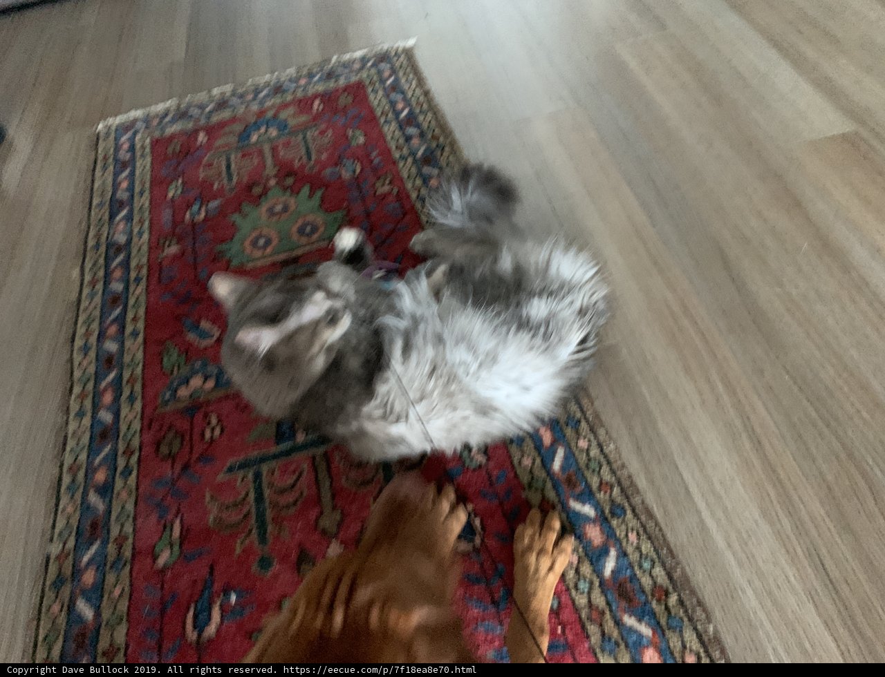 Feline and Canine Playtime