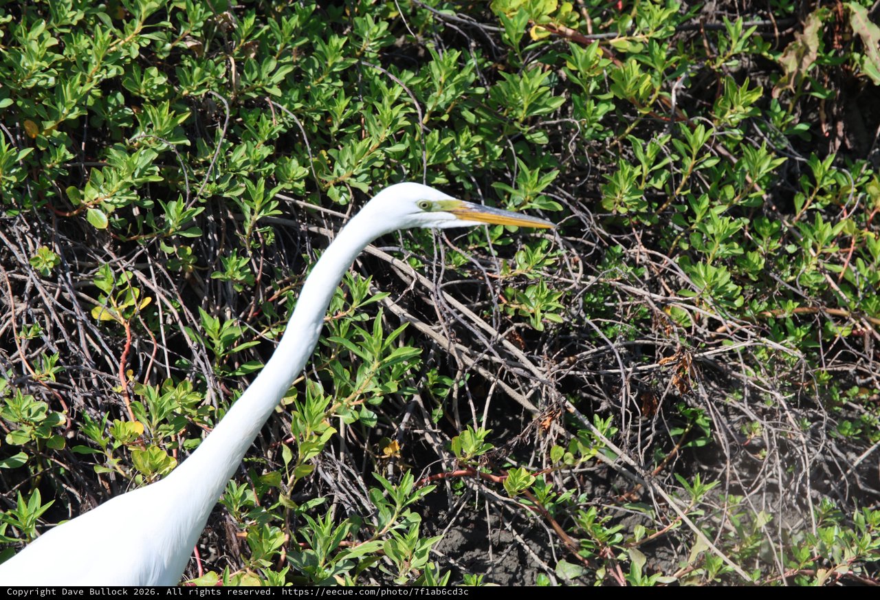 Great Egret Hunting Among Wetland Vegetation